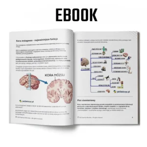 Płaty mózgu – najważniejsze funkcje, e-book o korze mózgowej
