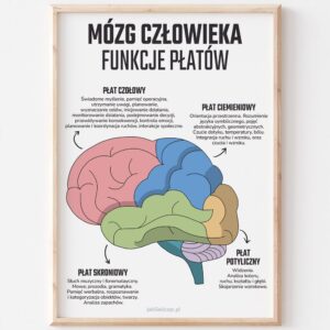 Plakat przedstawiający funkcje płatów mózgu człowieka – idealny do nauki.