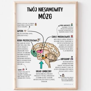 Plakat edukacyjny – Twój niesamowity mózg