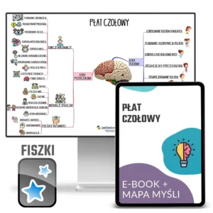 płat czołowy