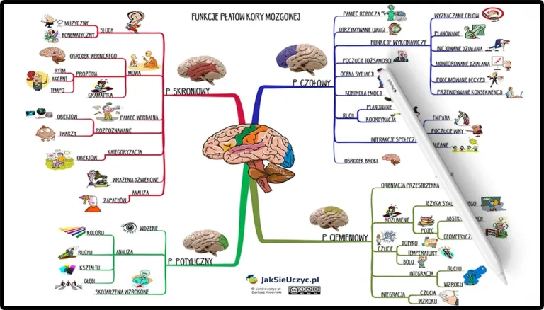Mapa Myśli przedstawiająca funkcje płatów mózgu: płat czołowy (planowanie, kontrola emocji, pamięć robocza), płat skroniowy (analiza dźwięków, rozpoznawanie obiektów), płat ciemieniowy (orientacja przestrzenna, integracja zmysłów) i płat potyliczny (analiza wzrokowa, kolory, ruch).